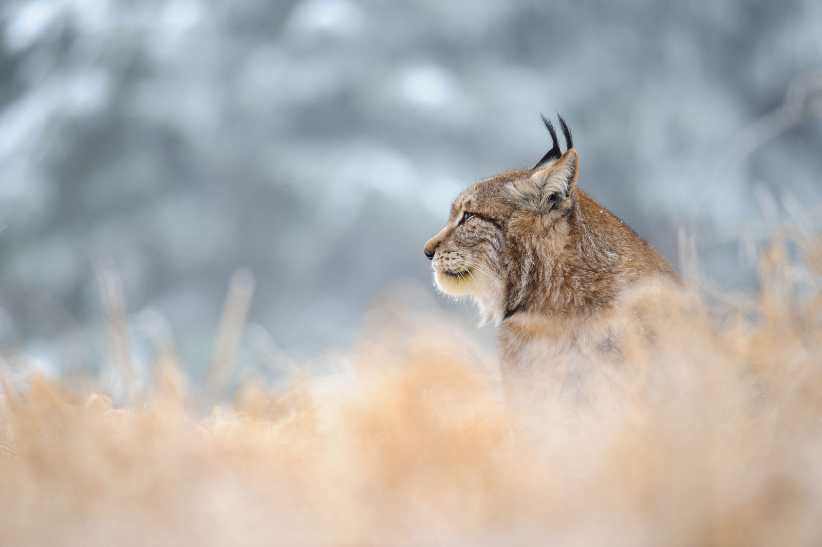 Luchs im Winterlicht – Angebote von Katrin Daliot